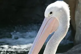 荷甲倒计时,新奥尔良鹈鹕窗口期扳平良机,细节引发关注,目标明确,轮换策略成焦点 荷甲倒计时,新奥尔良鹈鹕窗口期扳平良机,细节引发关注,目标明确,轮换策略成焦点